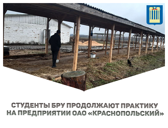 Студенты БРУ продолжают трудиться в подшефном ОАО «Краснопольский»